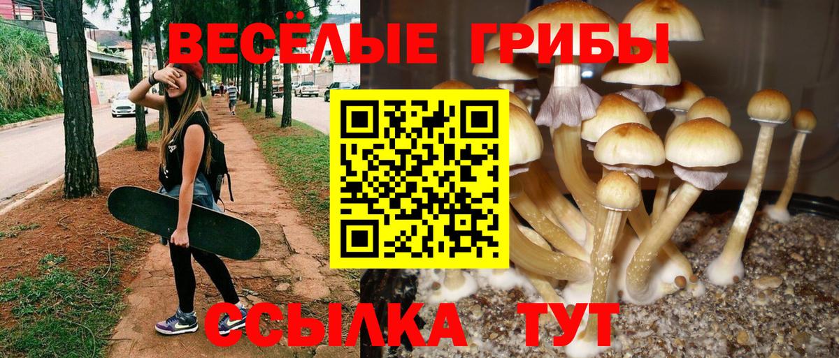 Псилоцибиновые грибы Psilocybe Набережные Челны